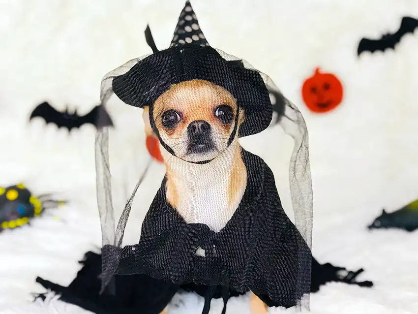 Dressing up a Chihuahua