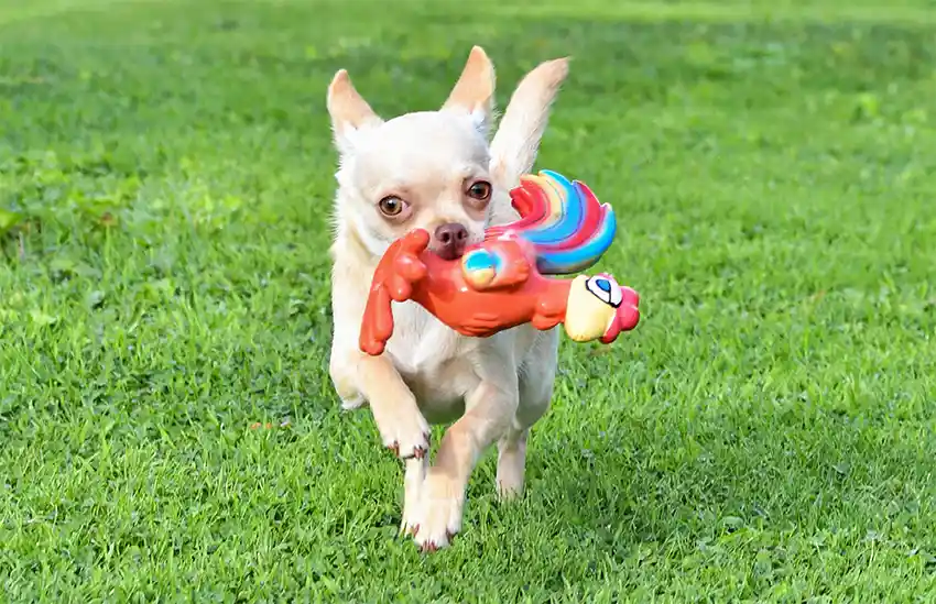 Chihuahua Play