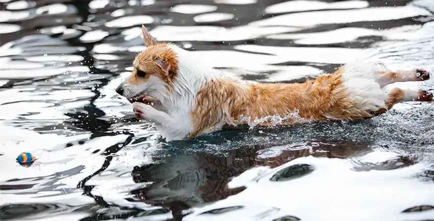 Corgi playing in water