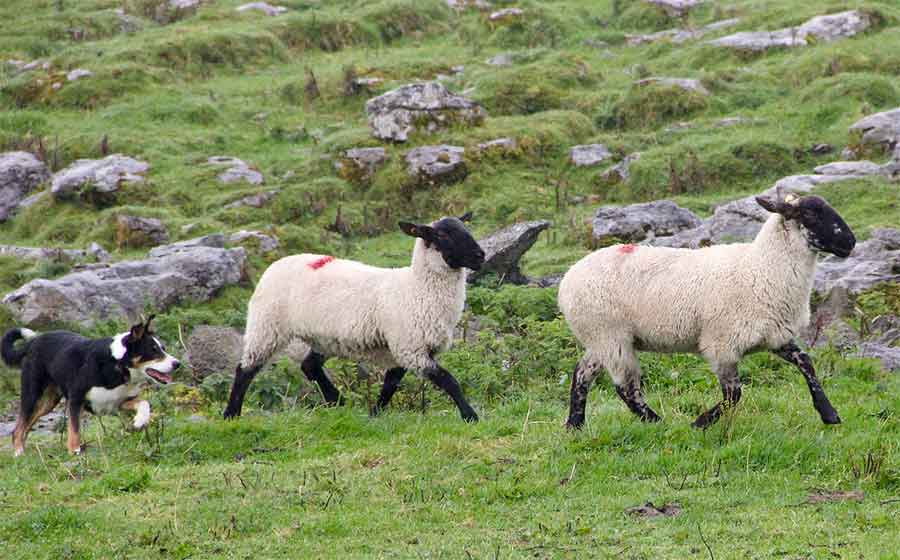 dog chasing sheep