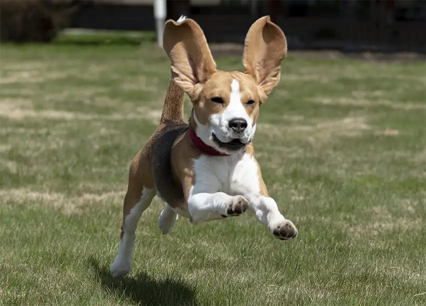 Beagle Running