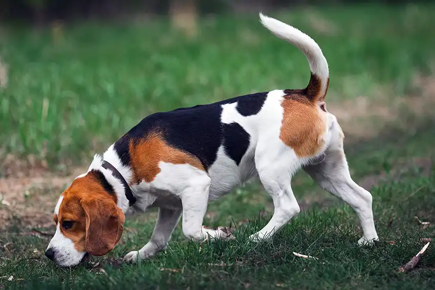 Beagle Sniffing