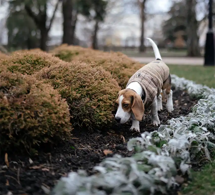 Beagle Dog Sniffing