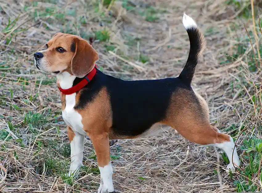 Beagle Dog Tail