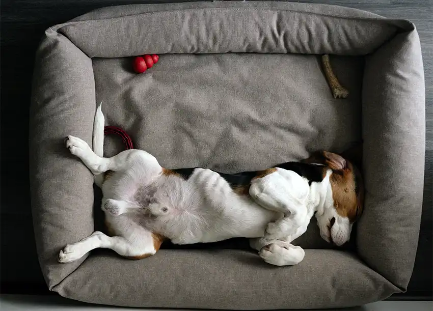 Beagle Dog Bed