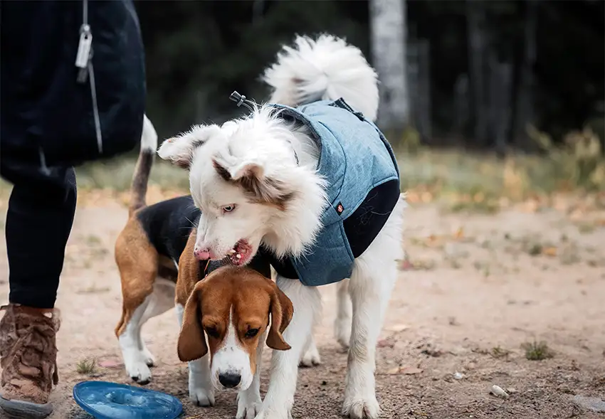 Beagle Socialisation