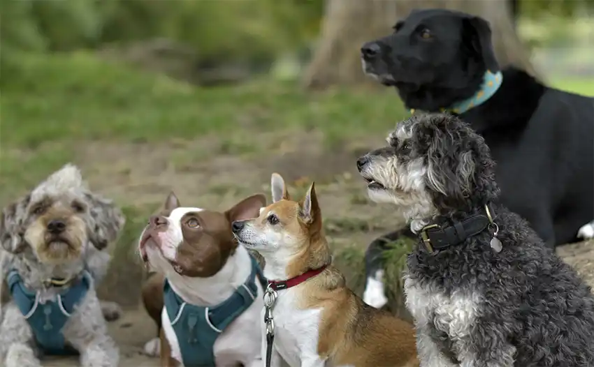Boston Terrier & Dog Parks