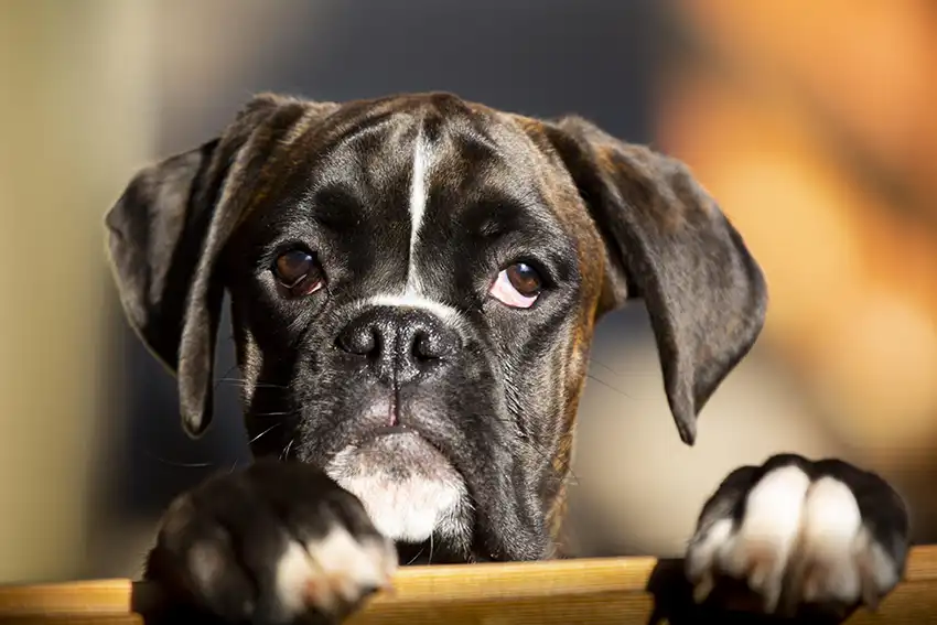 Black Boxer Dogs, Can the Black Boxer Exist