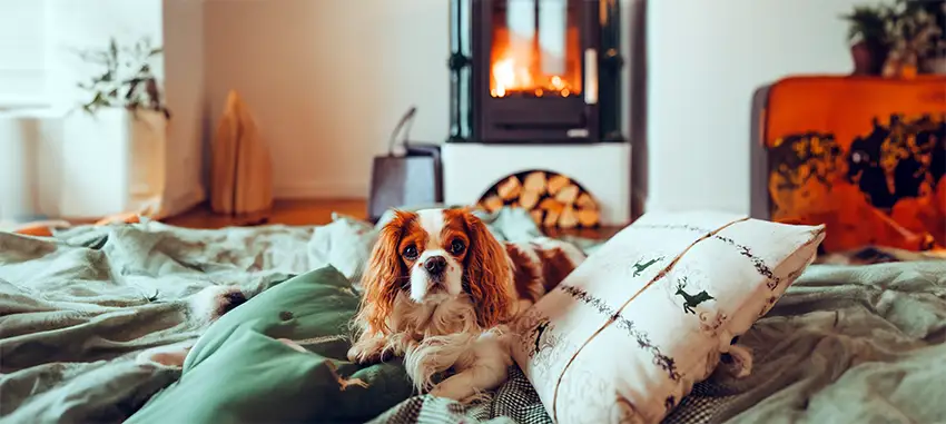 Cavalier King Charles Spaniel on Bed