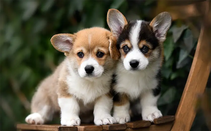 Two corgi puppies