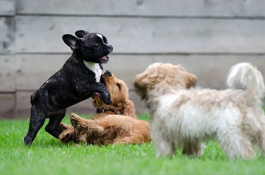 French Bulldogs & Dog Parks