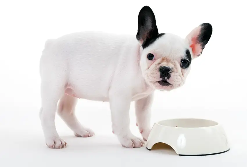 French Bulldog Dog Feeding