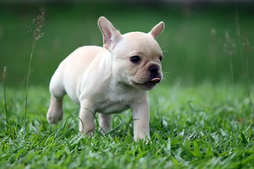 French Bulldog Puppy