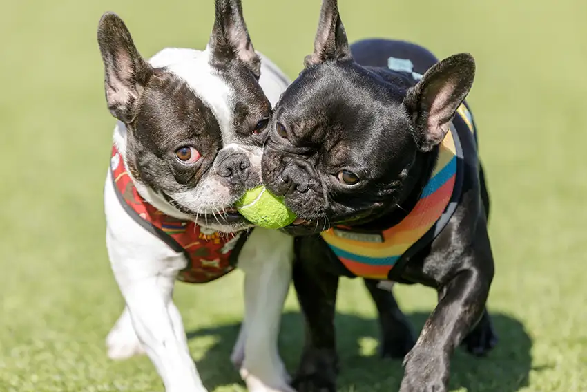 French Bulldogs Playing