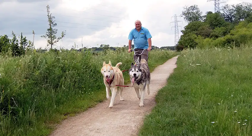 Husky Bikejoring