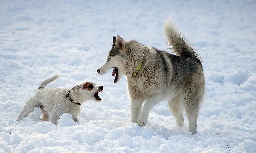 Husky Dog Parks