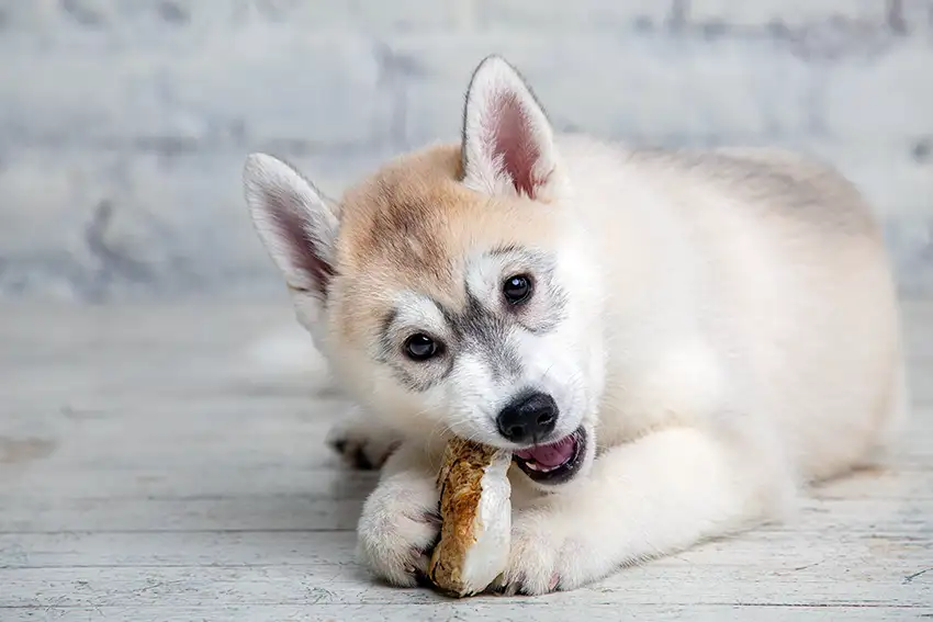 Husky Feeding