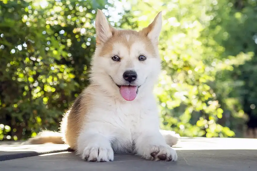 Husky Puppy