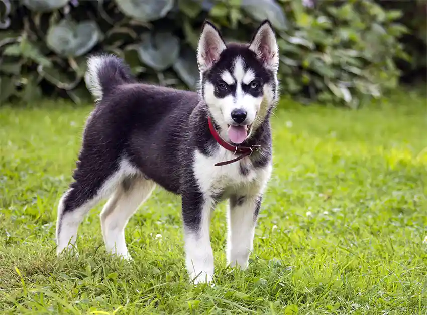 Husky Puppies