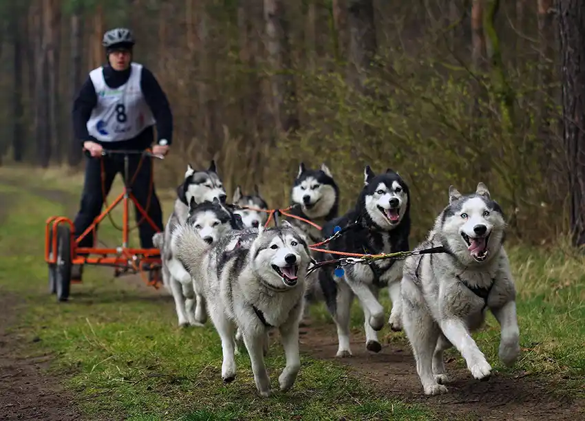 Husky Racing