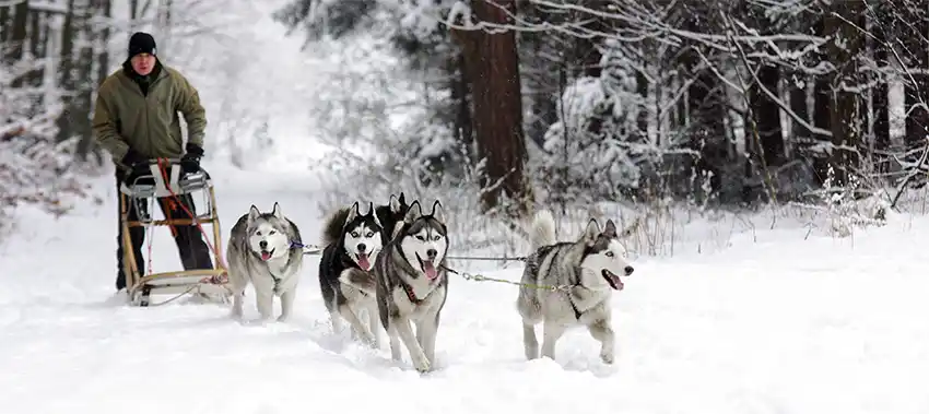 Husky Sledge