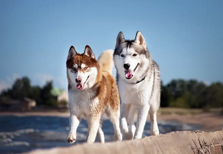 Husky Socialisation