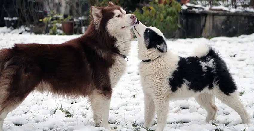 Husky Socialisation