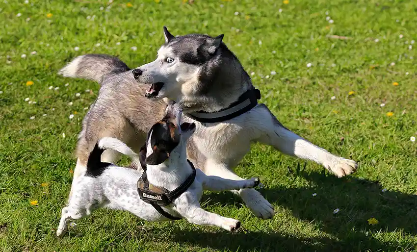 Socialisation Husky