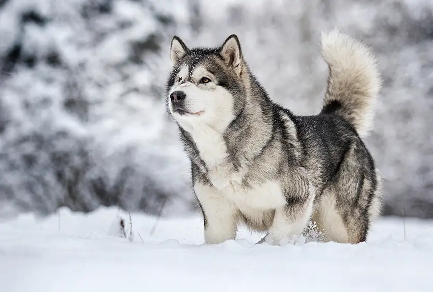 Husky Wolf-like