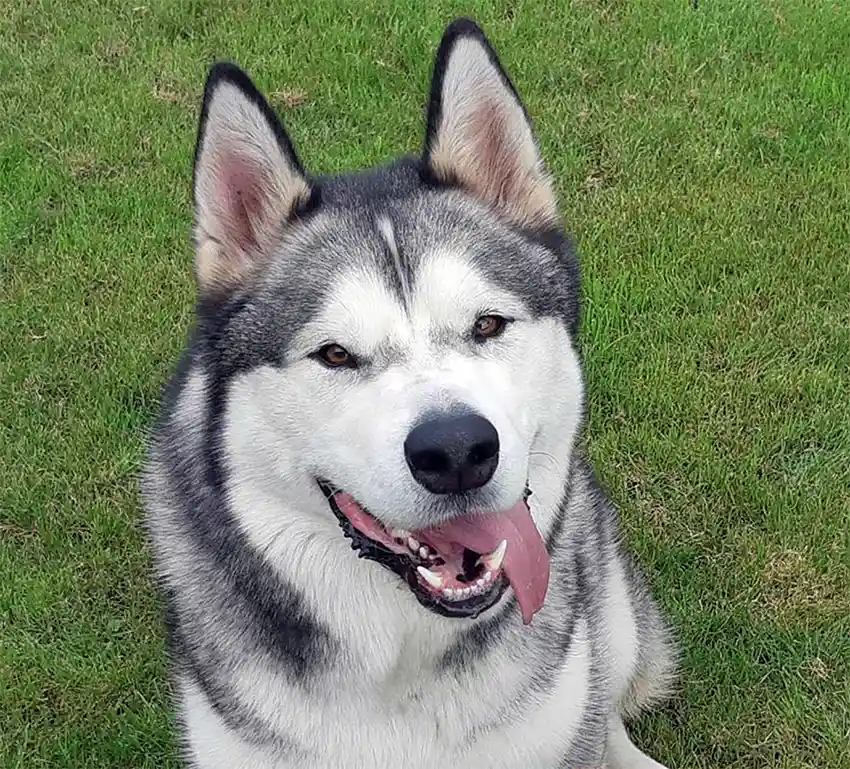 Siberian Husky