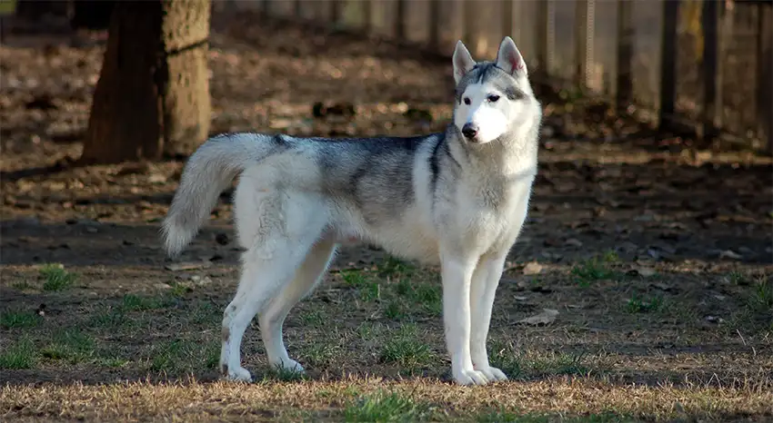 Standing Husky