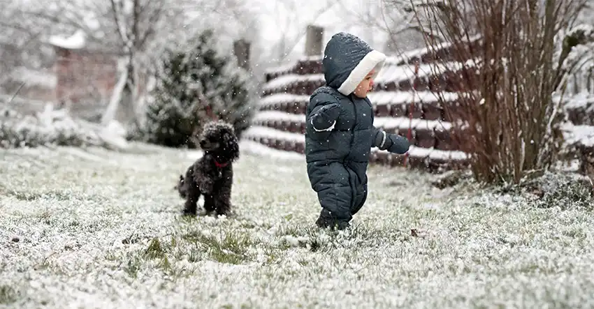 Poodle and Children