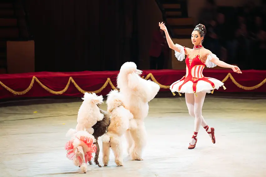 Poodle Circus Show