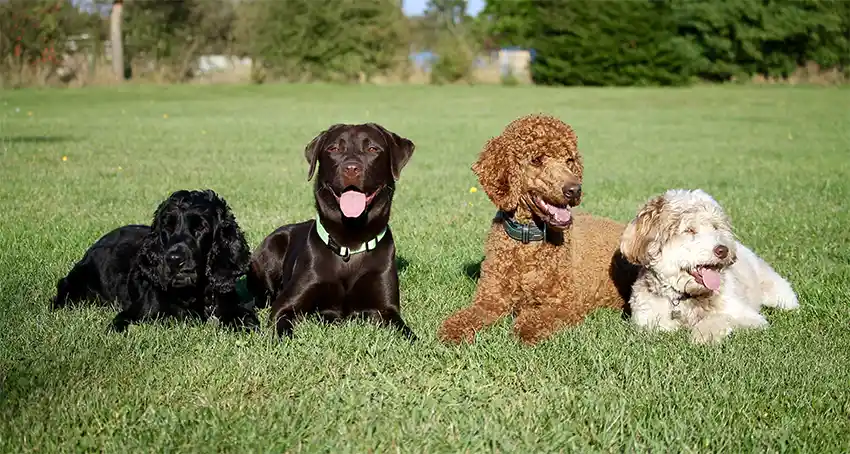 Poodle Socialisation