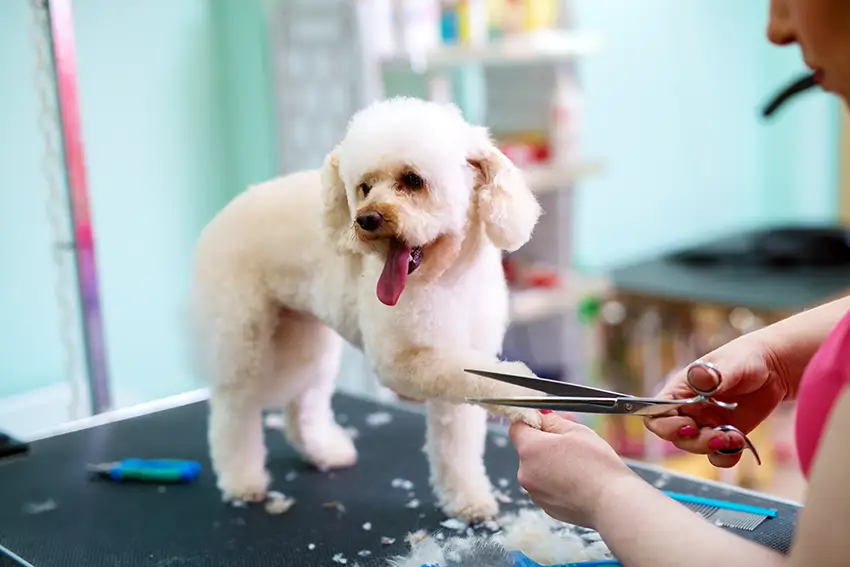 Grooming a Poodle