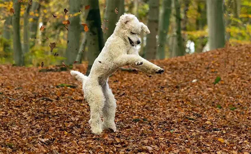 Poodle Jumping