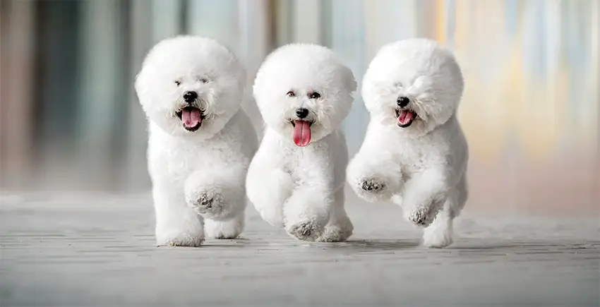 Poodle Puppies