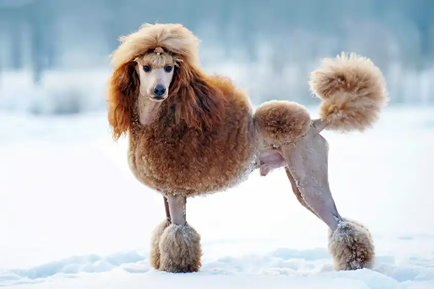 Poodle in the snow