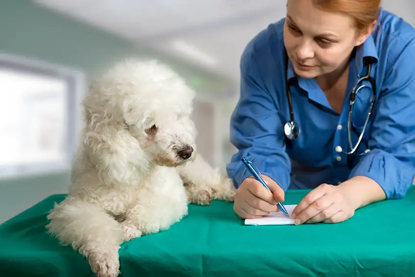 Poodle at the vets