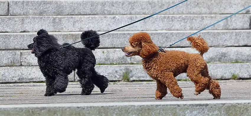 Poodles walking on lead