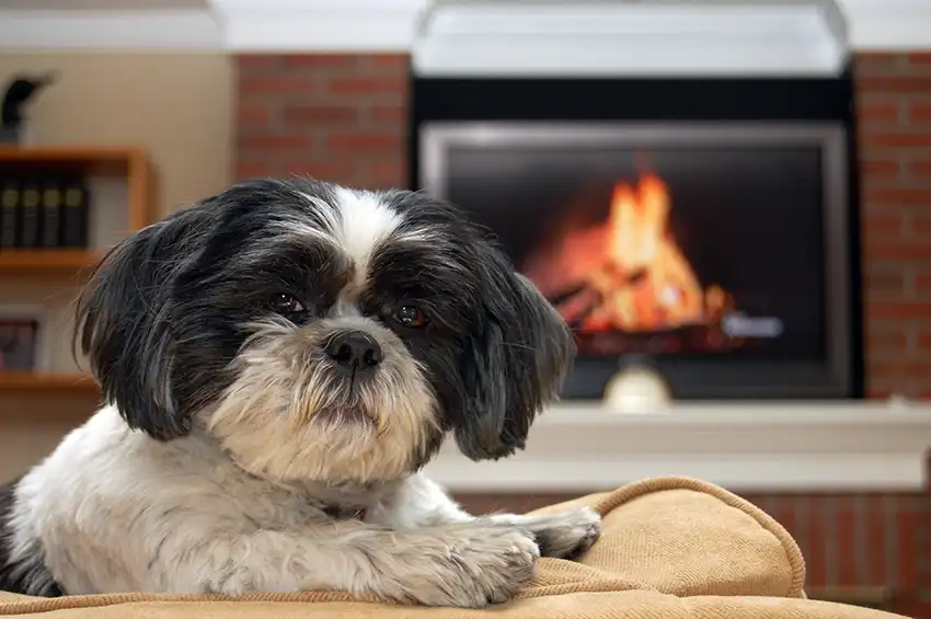 Shih Tzu on Couch