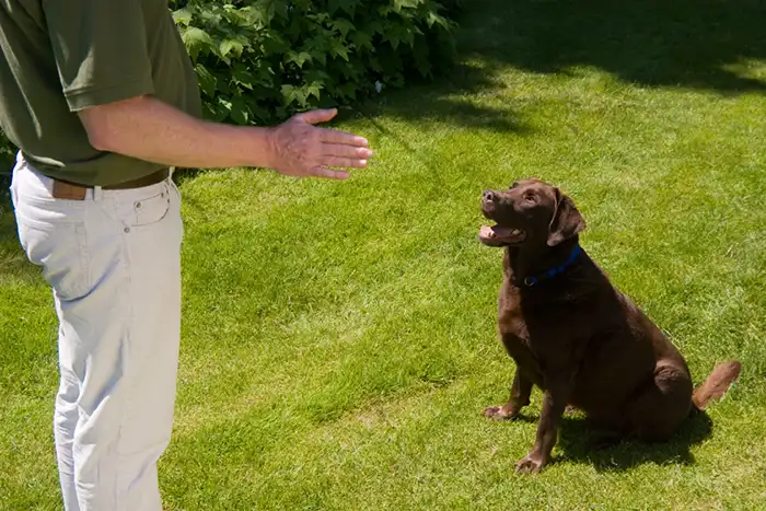 Bark Busters dog obedience training