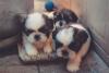 Choosing the right puppy